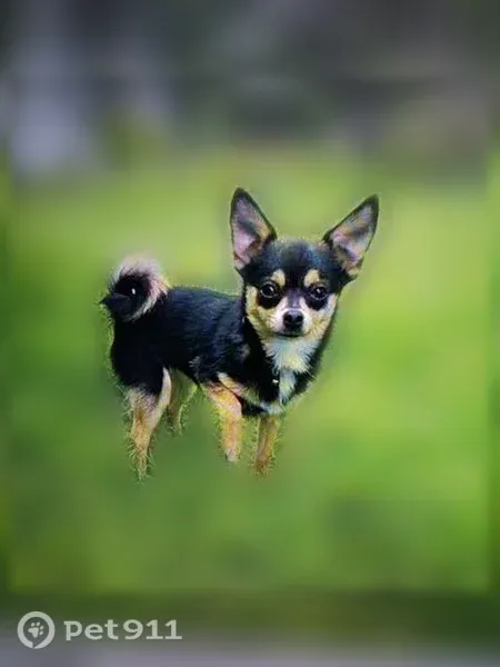 Lost dog, East Berry Street, 6001, Fort Worth — Bella did not return after going outside - photo