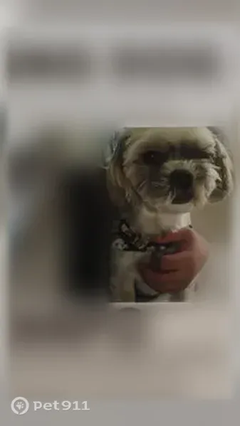 Lost Dog, West Mariposa Drive, 8505, Phoenix — Male Dog Usually Returned Within Minutes - photo