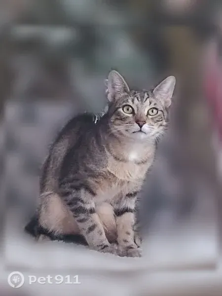 Lost cat, Northbrook Drive, 1317, Angleton — neutered male, very vocal - photo