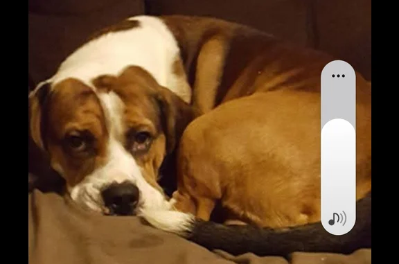 Lost Male Dog, 2nd Street, City of Troy - 14 years old, brown, black and white - photo