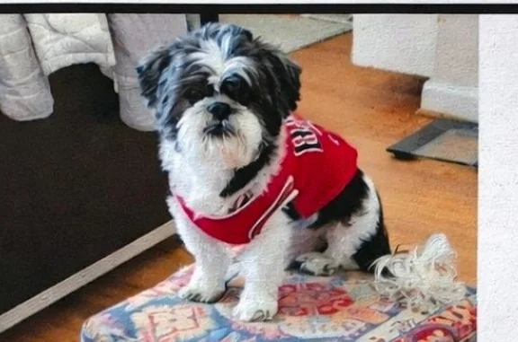 Lost male dog, Dunn Road, St. Louis - dark brown and white - photo