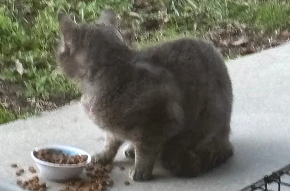 Found cat Prince Frederick, photo: Found cat, Overlook Drive, Prince Frederick - grey and friendly