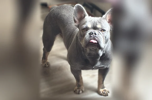 Lost male dog, North 58th Avenue, Glendale, Phoenix - grey with Isabella markings - photo