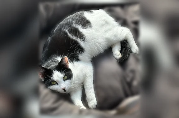 Lost pets Carmel, photo: Lost female cat, North Gray Road, Carmel - black back with a white underbelly