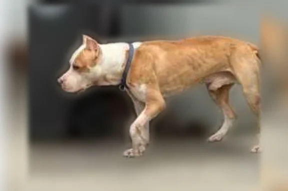 Lost pets New York, photo: Lost male dog, Tenbroeck Avenue, New York - brown and white pittbull