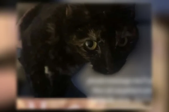 Lost Female Cat, Spruce Pine Lane, Huntsville - small with a black coat and tan spots - photo