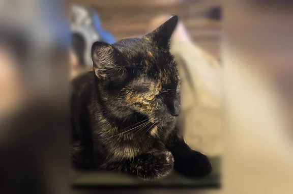 Lost Female Cat, Spruce Pine Lane, Huntsville - distinct tan paws - photo