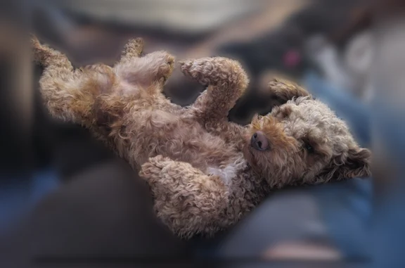 Lost male dog, Baltimore: mini Golden doodle with scruffy cut - photo