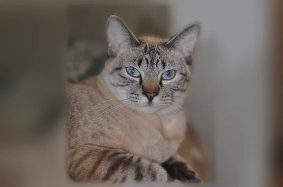 Lost Female Cat, Del Clair Road, Fort Collins - Lynx Point Siamese - photo