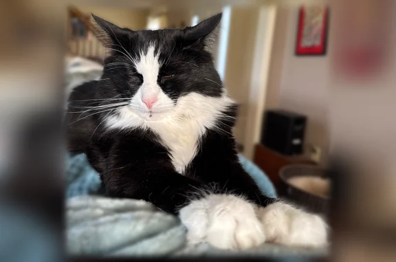 Lost male cat, Clayton Manor Drive, Chesapeake City - black and white tuxedo - photo