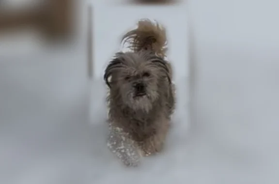 Lost female dog, South Genevieve Street, Burton - Shih Tzu mix - photo