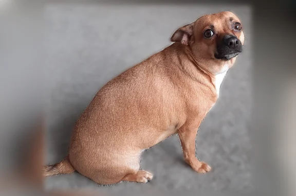 Lost pets Columbus, photo: Lost female dog, Fairmont Avenue, Columbus