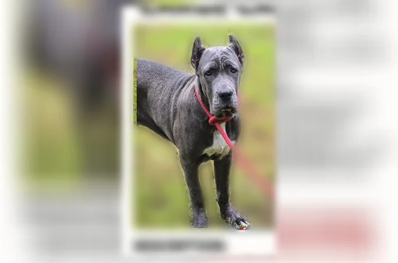 Lost Female Dog, North Summit Street, Crescent City - Short Grey coat, white crest - photo