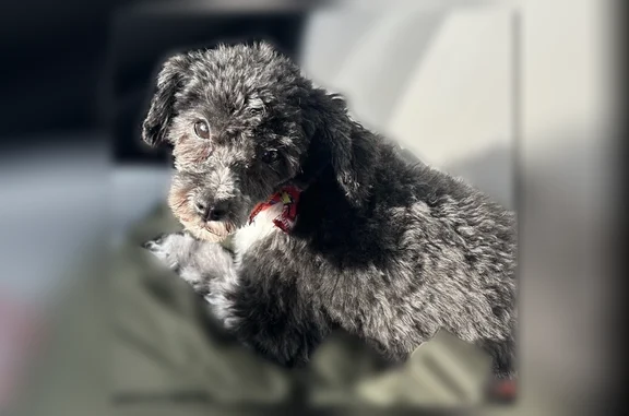 Lost female dog, Geneva Road, 371, Orem - mini schnauzer and poodle mix - photo
