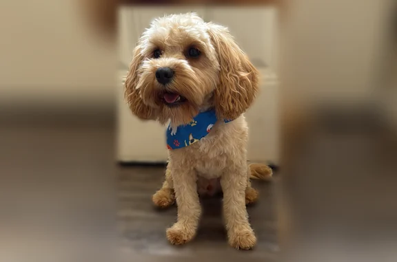 Missing dog Male, Houston (usl534987) - photo