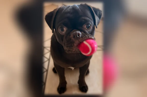 Lost male dog, Southwest 48th Terrace, Liberty Triangle - chocolate pug with honey brown eyes - photo