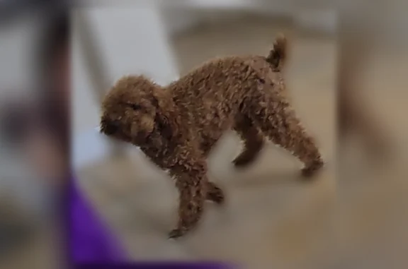 Lost pets Miami, photo: Lost male dog, Southwest 181st Street, Miami - brown mini poodle
