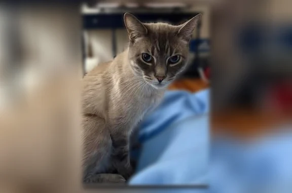 Missing cat Dothan, photo: Lost male cat, West Main Street, Dothan - grey/white with blue eyes