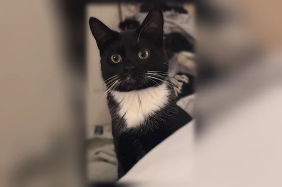 Lost male cat, Ganaraska Road, Port Hope - black and white fur - photo