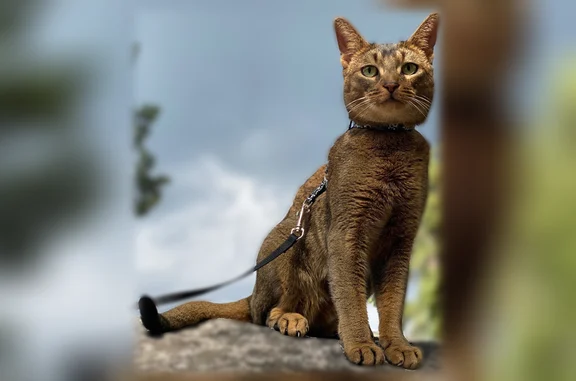 Lost male cat, Northeast Jefferson Street, Blue Springs - Abyssinian with green eyes - photo