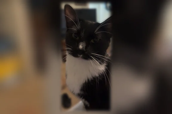 Lost Male Cat, Belmont Circle, Athens - black and white tuxedo - photo