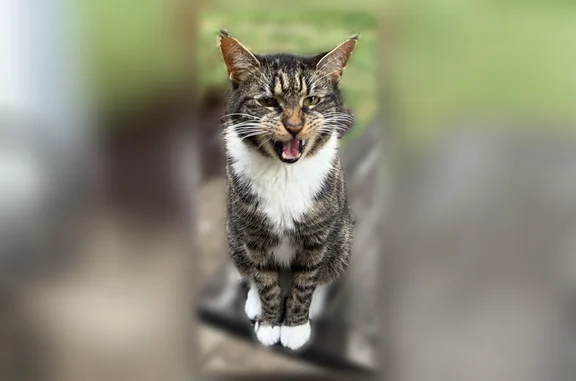 Lost male cat, Upper St. Clair Township, Lexington - white chest and paws - photo