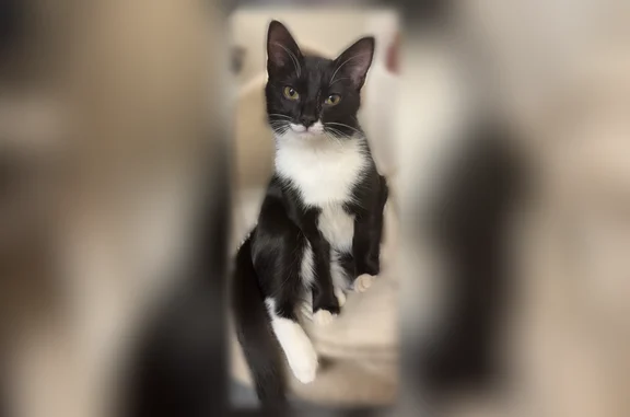 Lost male cat, North Main Street, Summerville, New Castle - 7-month-old tuxedo kitten - photo