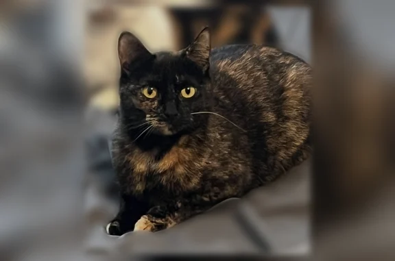 Lost female cat, Hartland Road, Bowling Green - two different colors on her face - photo