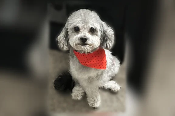 Lost male dog, East Charleston Boulevard, Las Vegas - small and skinny - photo