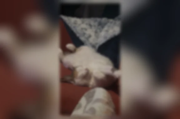 Lost female cat, Herbert Street, Port Orange - white with calico patches - photo