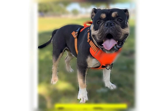 Lost male dog, West Shaw Avenue, 5525, Fresno - black with tan and white - photo