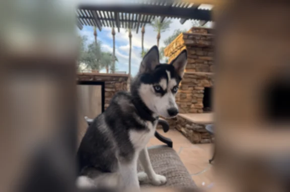 Lost dog, West Yearling Road, 1717, Phoenix - 20 pound popsky - photo