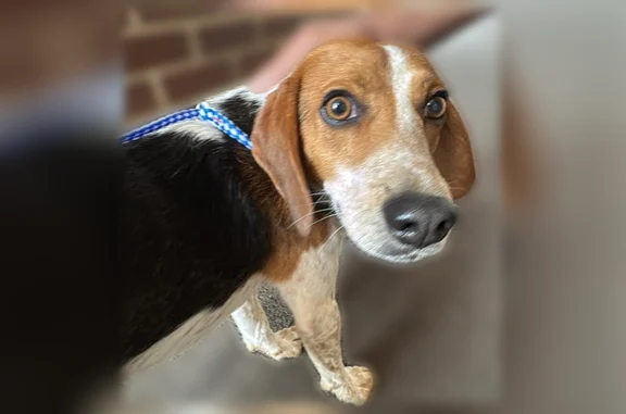 Found dog Dayton, photo: Found male dog, South Williams Street, Dayton - tri-color beagle
