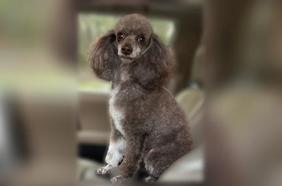 Lost dog, Brown Bridge Road, Covington - female miniature poodle - photo