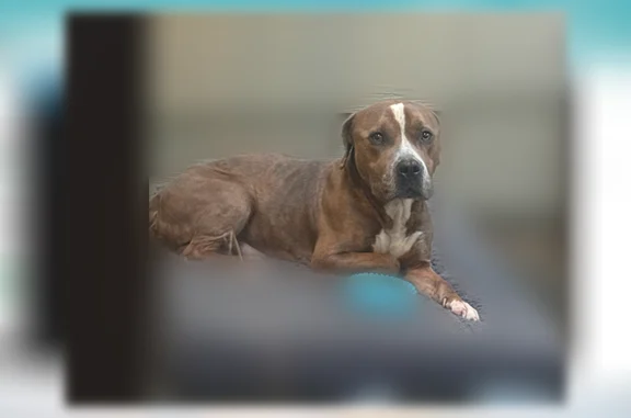 Found dog Houston, photo: Found dog, Bellaire Boulevard, Houston - male, cocoa brown with white front