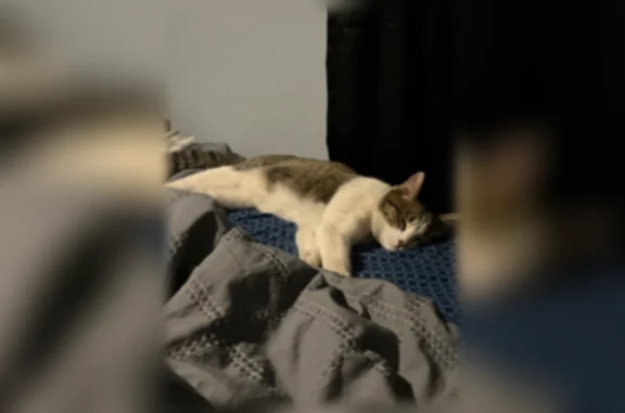 Lost cat, North 130th Lane, El Mirage - male with black lightning bolt collar - photo