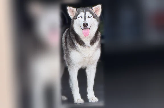 Found pets McAllen, photo: Found dog, South 23rd Street, McAllen - female, very friendly