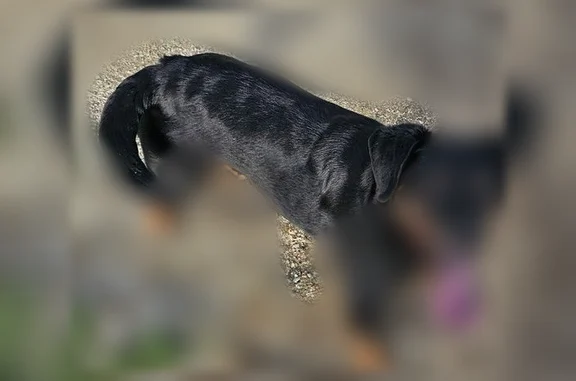 Lost dog, Cordell Drive, 4187, Dayton - small black dog with brown paws - photo