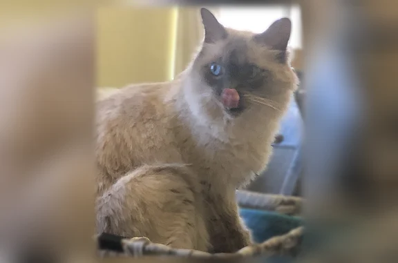 Lost cat, East 30th Street, Tulsa - male with big blue eyes - photo