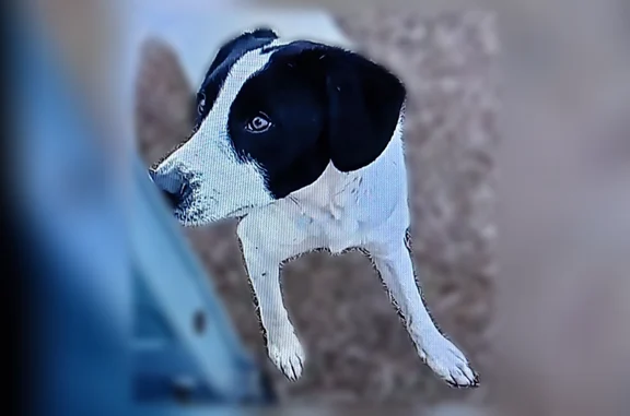 Mainly White, black mask an ears. Has black patch were tail connects to back. Little back dots on body. Has blue collar.He is neutered and shots. Tags on the collar attached to the leash. He is abt 7 months old. Sweet. Scared of new people. Just a baby. Just turn back to him let him come up sniff. Talk sweet. He knows Treats. Very loving.