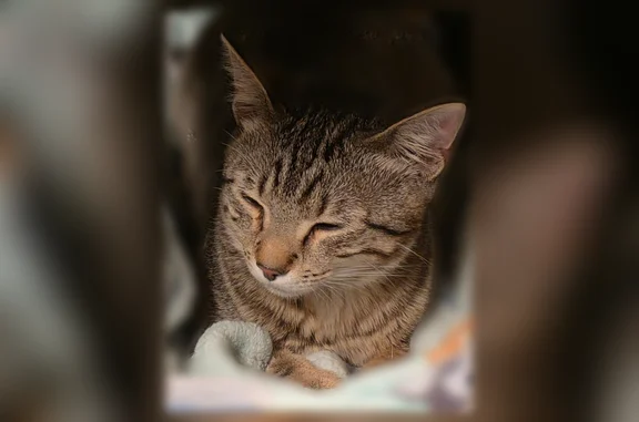 Found pets Apple Valley, photo: Found cat, 144th Street West, Apple Valley - small and sweet