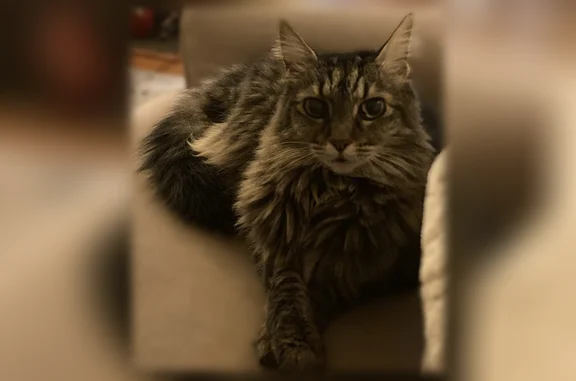 Lost pets Seattle, photo: Lost cat, Seattle - female Maine Coon
