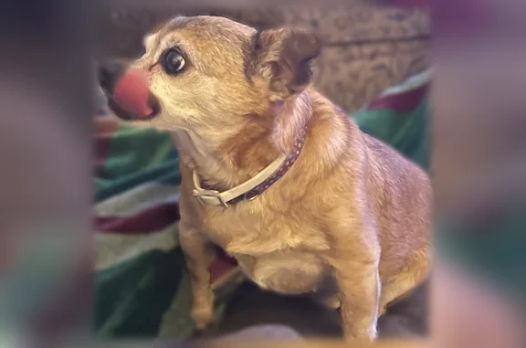 Lost dog, Lucerne, Apache Junction - female chihuahua - photo