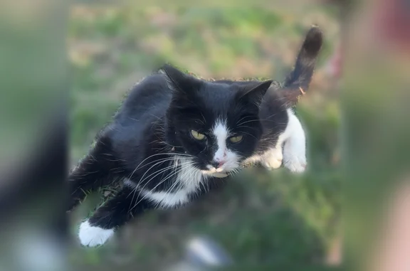 Found pets Cranston, photo: Found cat, Prospect Hill Avenue, West Warwick - black and white with green eyes