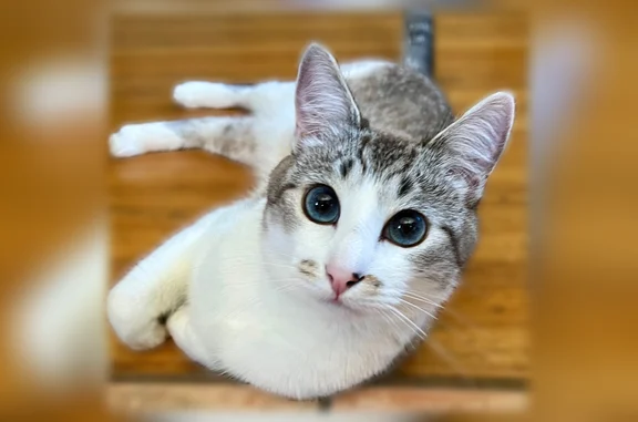 Lost pets Missoula, photo: Lost male cat, Kensington Avenue, Missoula - white/beige coat with a black/white striped tail