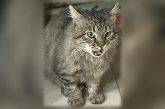 Found pets Salt Lake City, photo: Found male cat, Clinton, Utah - very sweet and young