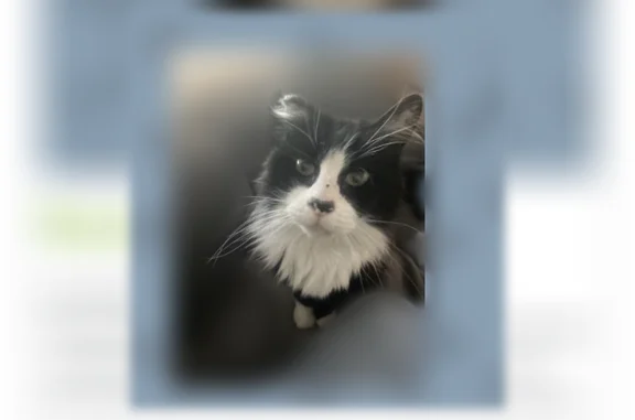 Lost pets Los Angeles, photo: Lost cat, Noel Street, Los Alamitos - black and white, large male
