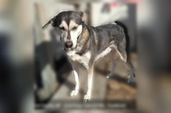 Missing dog Female, Cameron (usl535035) - photo