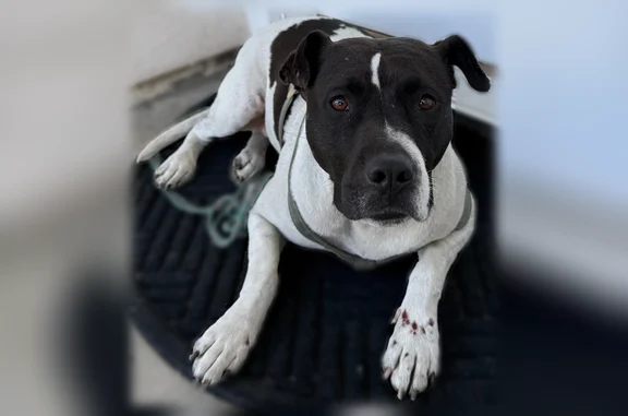 Found dog Rialto, photo: Found dog, North Glenwood Avenue, Rialto - female with harness