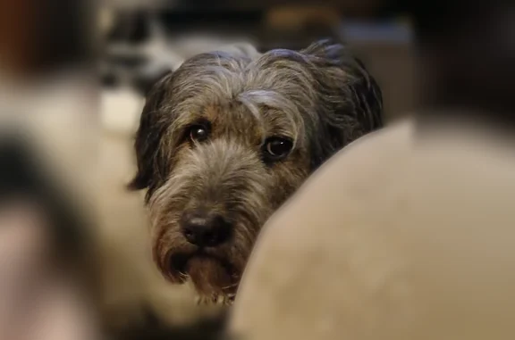 Missing dog Male, Allen (usl535036) - photo